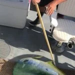 Islamorada fishing in December 2017