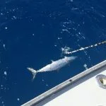  [/vc_column_text][/vc_column][/vc_row][vc_row][vc_column][vc_cta h2="Come fish in Islamorada"]Things have been great lately. Islamorada is open for business. We are fishing, the restaurants are open. Sailfish have arrived and the winter should be great fishing. Leave the ice and snow and come join us. 1-855 Got Bait [/vc_cta][/vc_column][/vc_row][vc_row][vc_column]