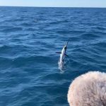 December fishing in Islamorada sailfish