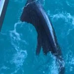 December fishing in Islamorada