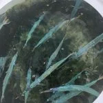 Islamorada February fishing