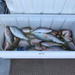 Islamorada and dry tortugas fishing report