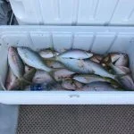 Islamorada and dry tortugas fishing report