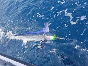 white marlin